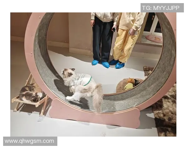 Cat王者的奇幻冒险之旅探索猫咪世界的勇气与智慧传说